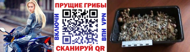 Псилоцибиновые грибы мицелий  Купить закладки  Зуевка 
